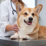 Treatment for Pets: Caring for Their Health, Comfort, and Happiness