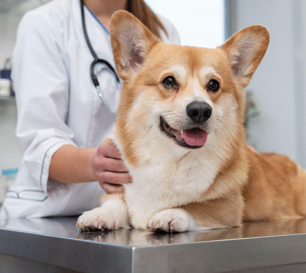 Treatment for Pets: Caring for Their Health, Comfort, and Happiness